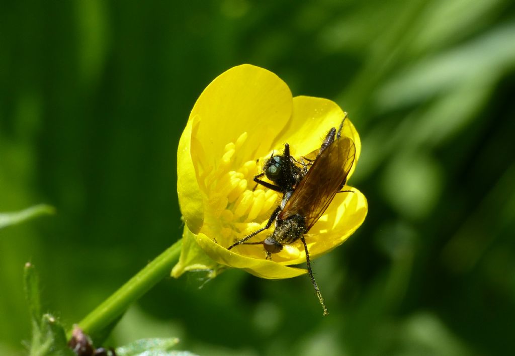 Maschio di Empis sp. che cercava di 